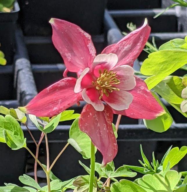Photo of Columbine (Aquilegia 'Swan Red and White') uploaded by Joy