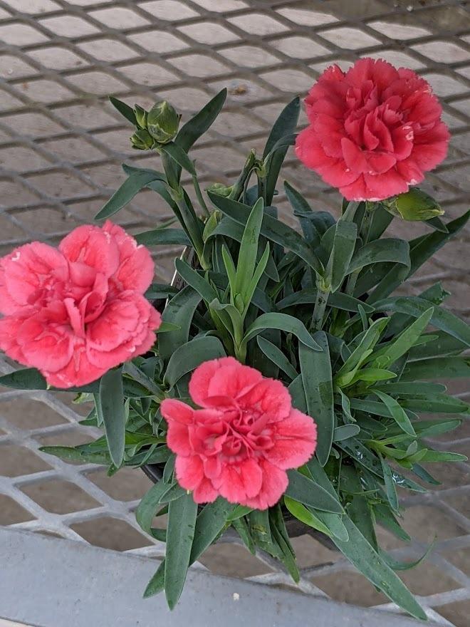 Photo of Carnation (Dianthus caryophyllus SuperTrouper™ Silver Pink) uploaded by Joy
