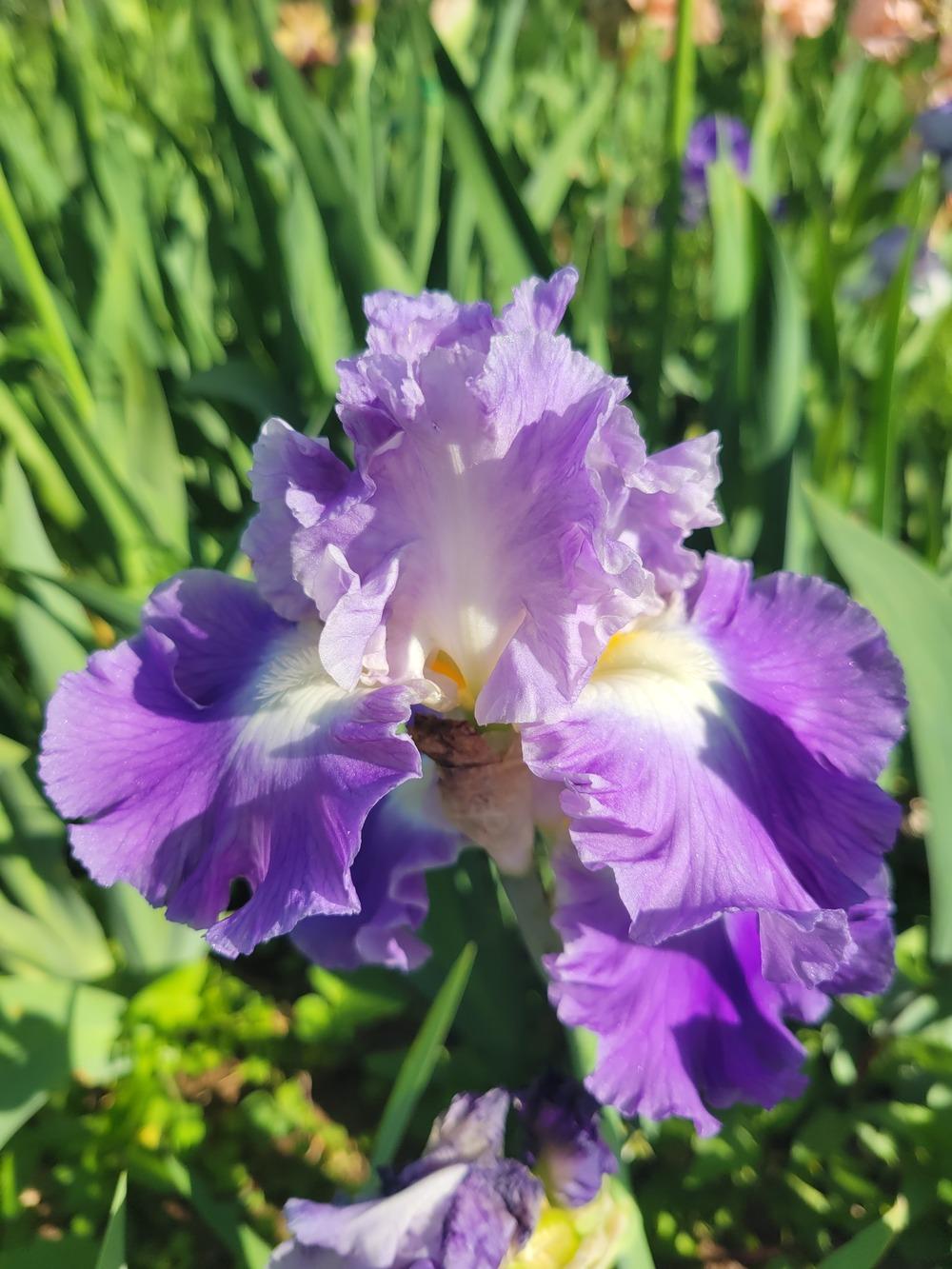 Photo of Tall Bearded Iris (Iris 'Joy Returns') uploaded by KyDeltaD