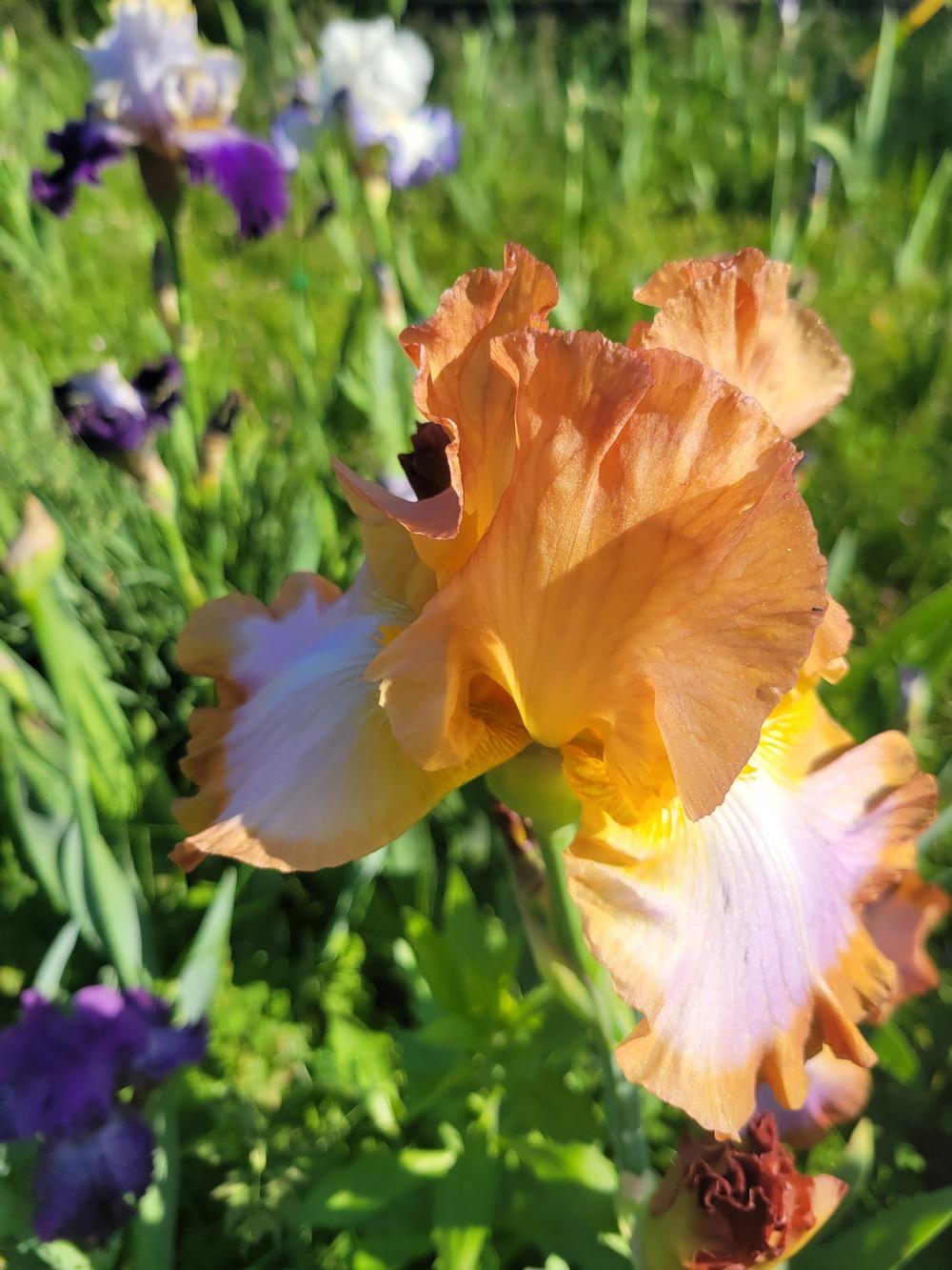 Photo of Tall Bearded Iris (Iris 'Competitive Edge') uploaded by KyDeltaD