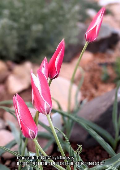 Photo of Lady Tulip (Tulipa clusiana 'Lady Jane') uploaded by NMoasis