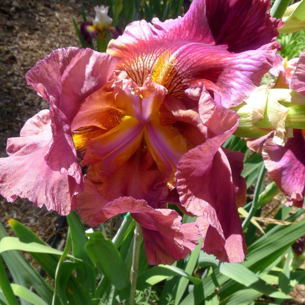 Photo of Tall Bearded Iris (Iris 'Gaudy Is Good') uploaded by janwax