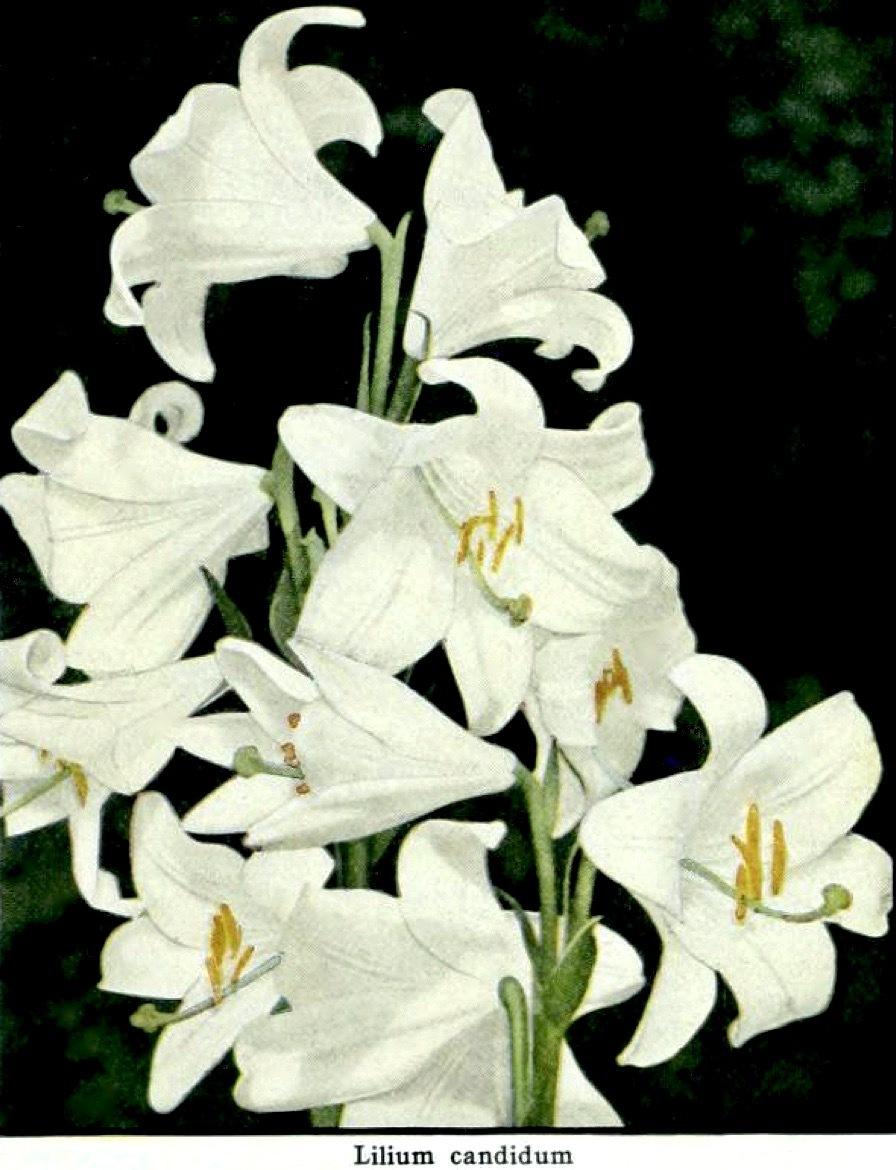 Photo of Lily (Lilium candidum) uploaded by scvirginia