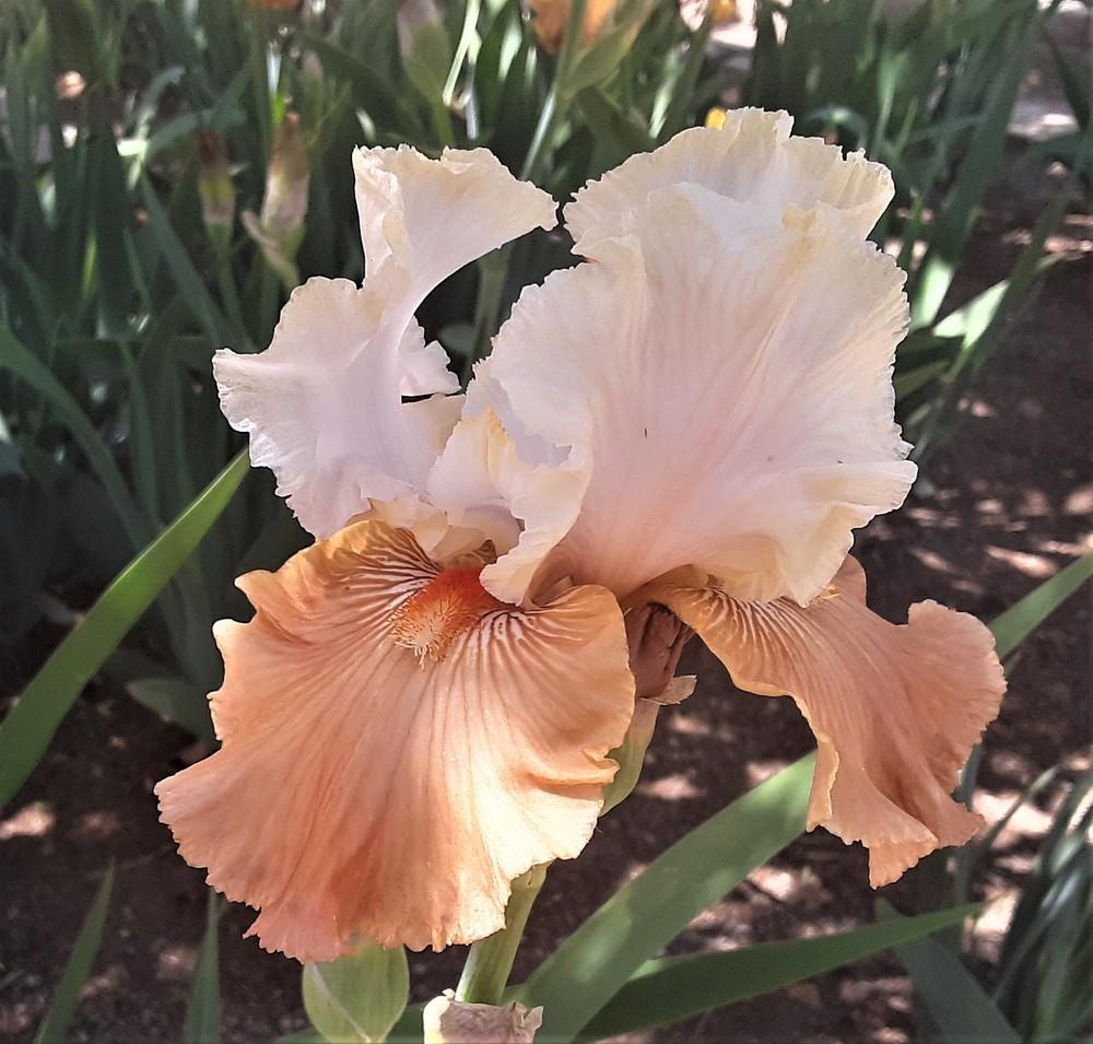 Photo of Tall Bearded Iris (Iris 'Frosted Rose') uploaded by Bitoftrouble
