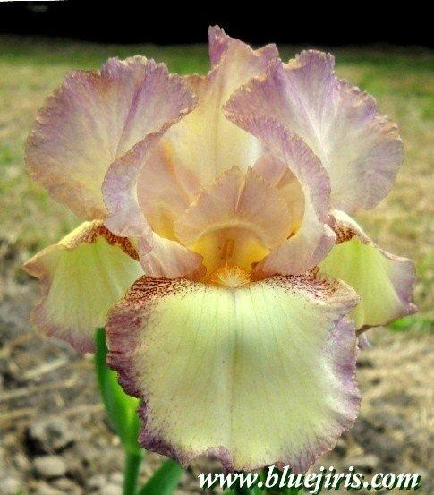 Photo of Tall Bearded Iris (Iris 'April Melody') uploaded by DaylilySLP