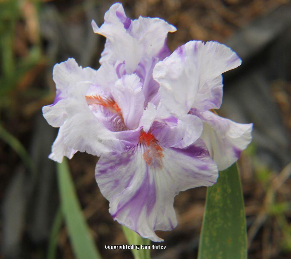 Photo of Tall Bearded Iris (Iris 'Brindled Beauty') uploaded by Ivan_N_Tx