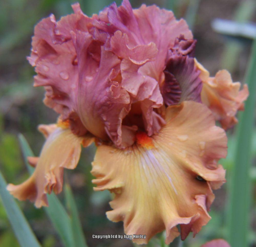 Photo of Tall Bearded Iris (Iris 'Beach Dance') uploaded by Ivan_N_Tx