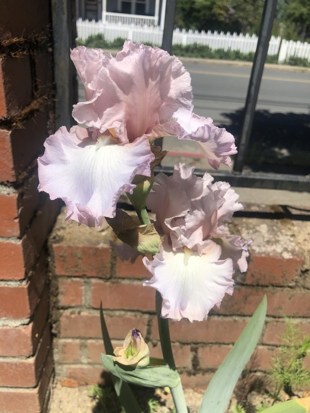 Photo of Tall Bearded Iris (Iris 'Mountain Laurel') uploaded by Kcoffman