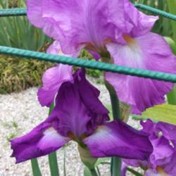 Location: Botanical Garden, Faculty of Scence, Zagreb, Croatia
Date: 2021-05-12
Iris TB 'Festive Spirit'