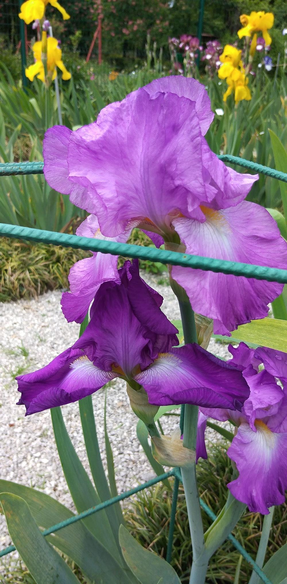 Photo of Tall Bearded Iris (Iris 'Festive Spirit') uploaded by Sanja