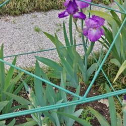 Location: Botanical Garden, Faculty of Scence, Zagreb, Croatia
Date: 2021-05-12
Iris TB 'Festive Spirit'