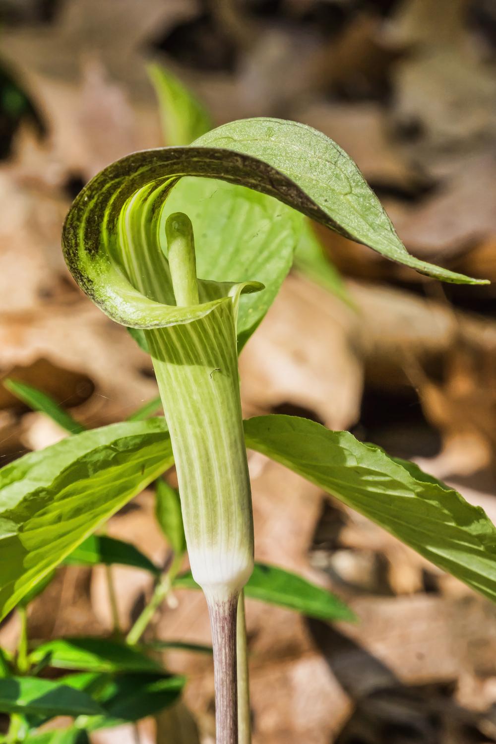 Photo of Jack in the Pulpit (Arisaema triphyllum) uploaded by arctangent