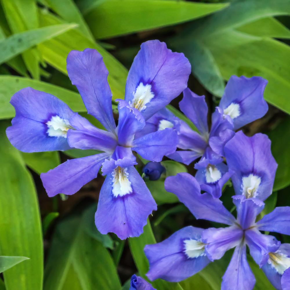Photo of Species Iris (Iris cristata) uploaded by arctangent