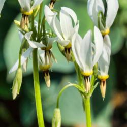 Location: Hosta Hillside, Hidden Lake Gardens, Michigan
Date: 2015-05-14
Dodecatheon meadia - buds and blooms in various stages of opening
