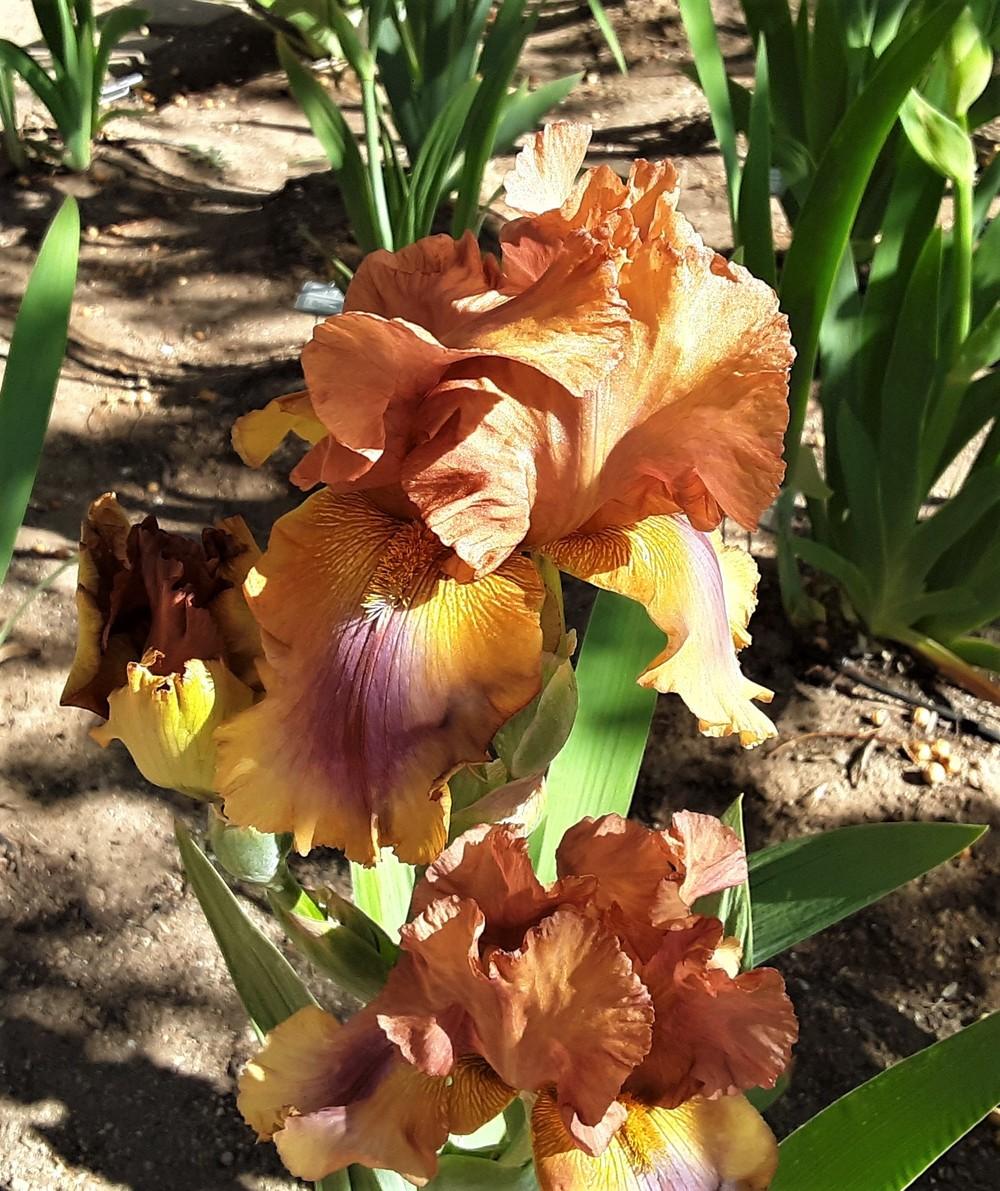 Photo of Tall Bearded Iris (Iris 'Arizona Byways') uploaded by Bitoftrouble