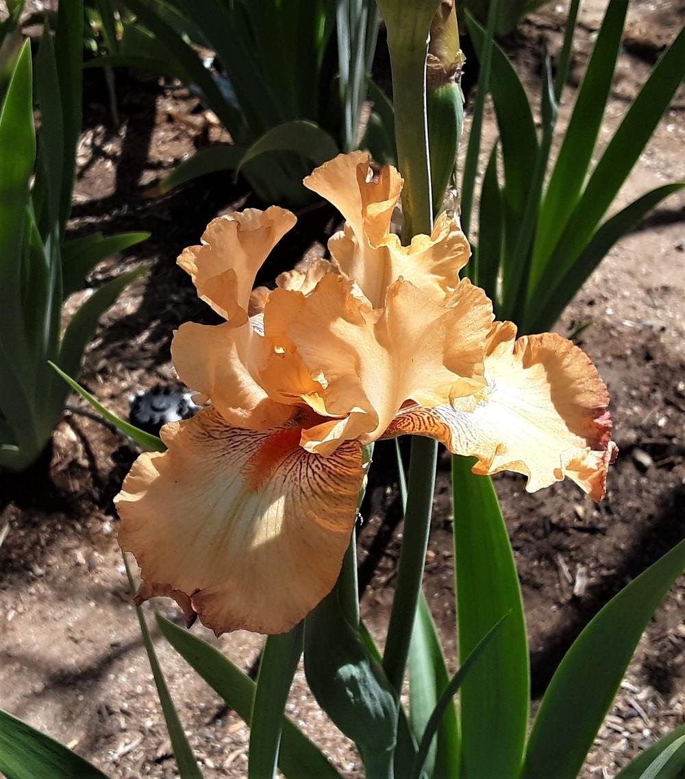 Photo of Tall Bearded Iris (Iris 'No Egrets') uploaded by Bitoftrouble