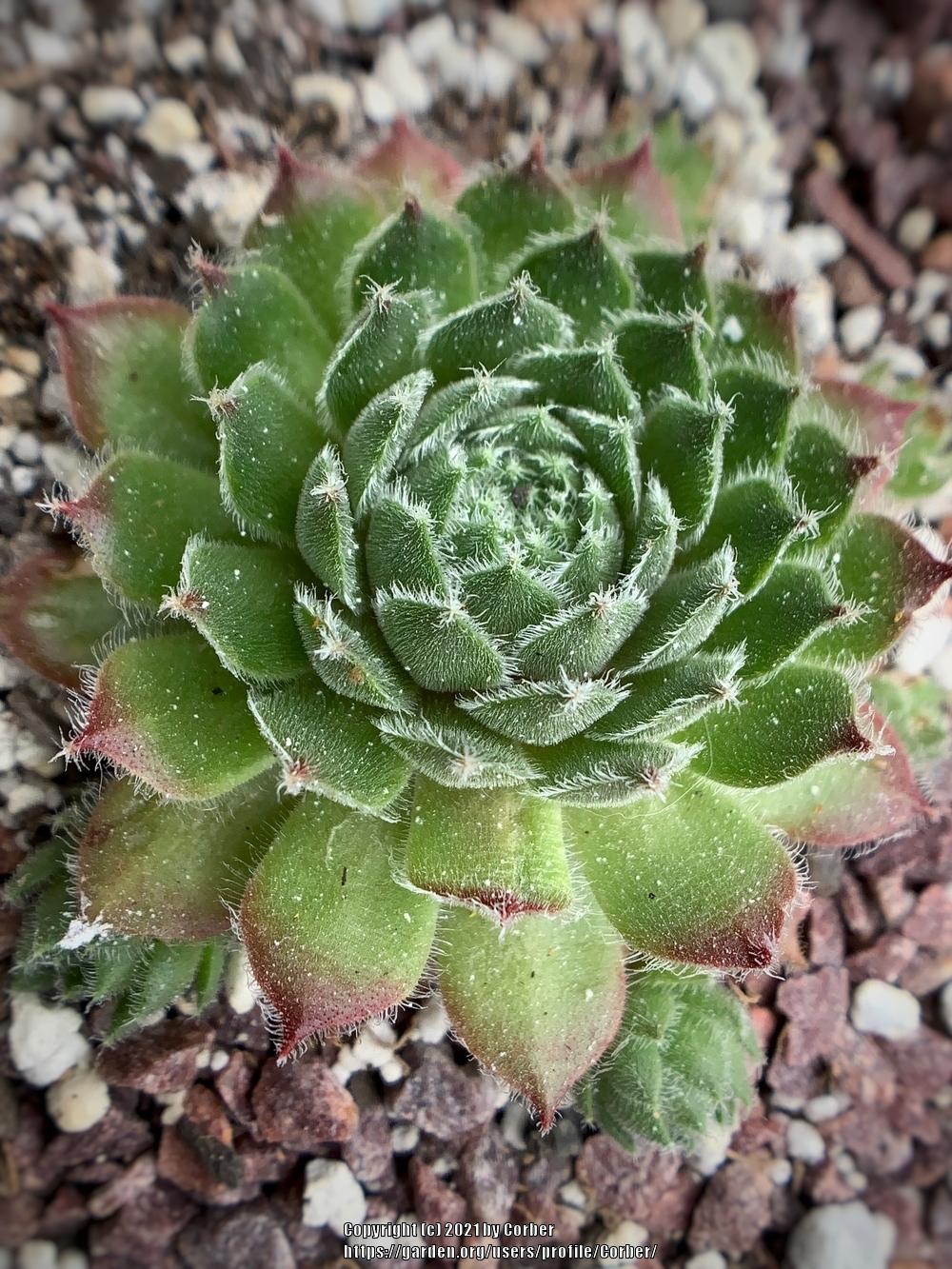 Photo of Hen and chicks (Sempervivum 'Quintessence') uploaded by Corber