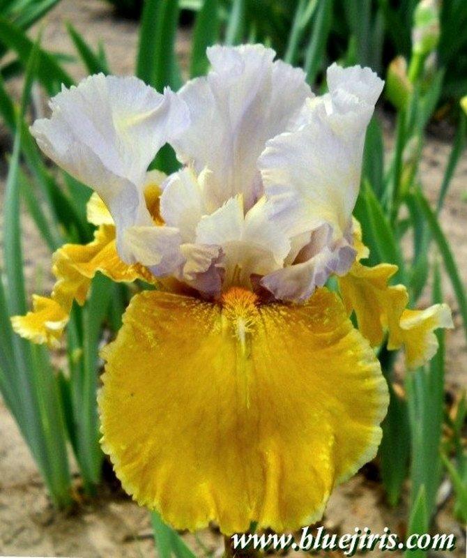 Photo of Tall Bearded Iris (Iris 'Affaire') uploaded by DaylilySLP