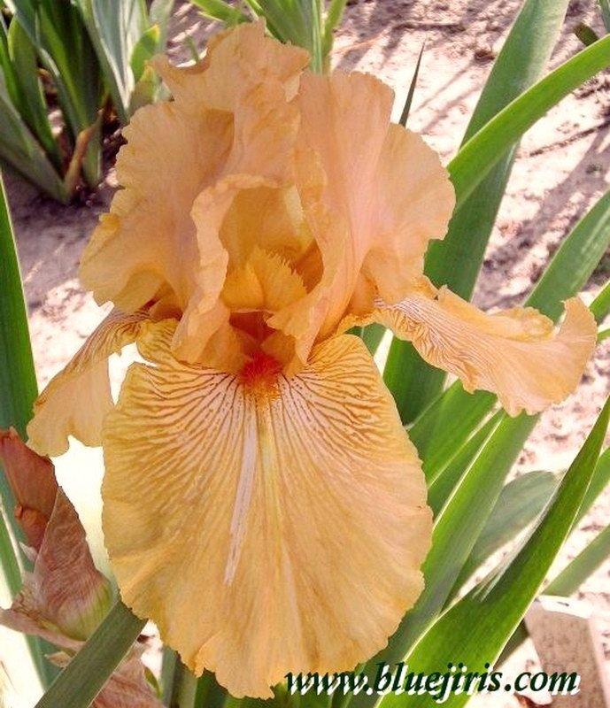 Photo of Tall Bearded Iris (Iris 'Ample Charm') uploaded by DaylilySLP
