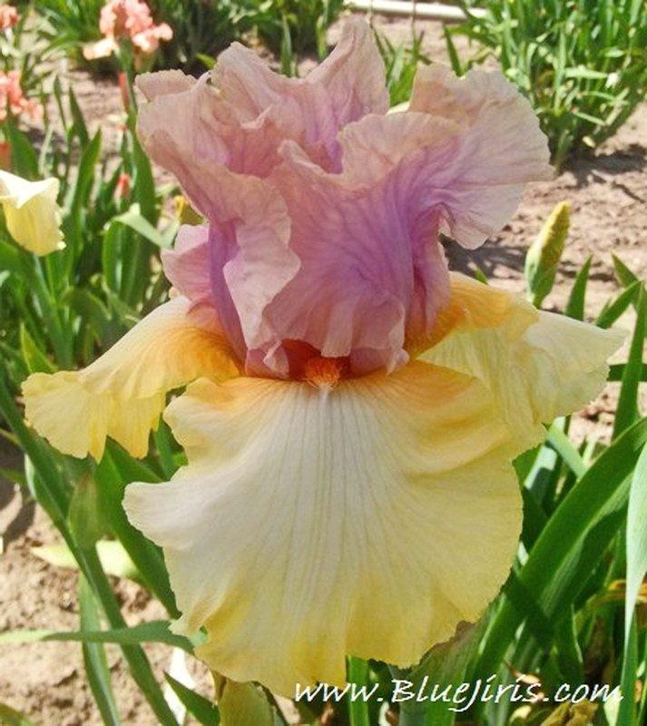 Photo of Tall Bearded Iris (Iris 'After the Dawn') uploaded by DaylilySLP
