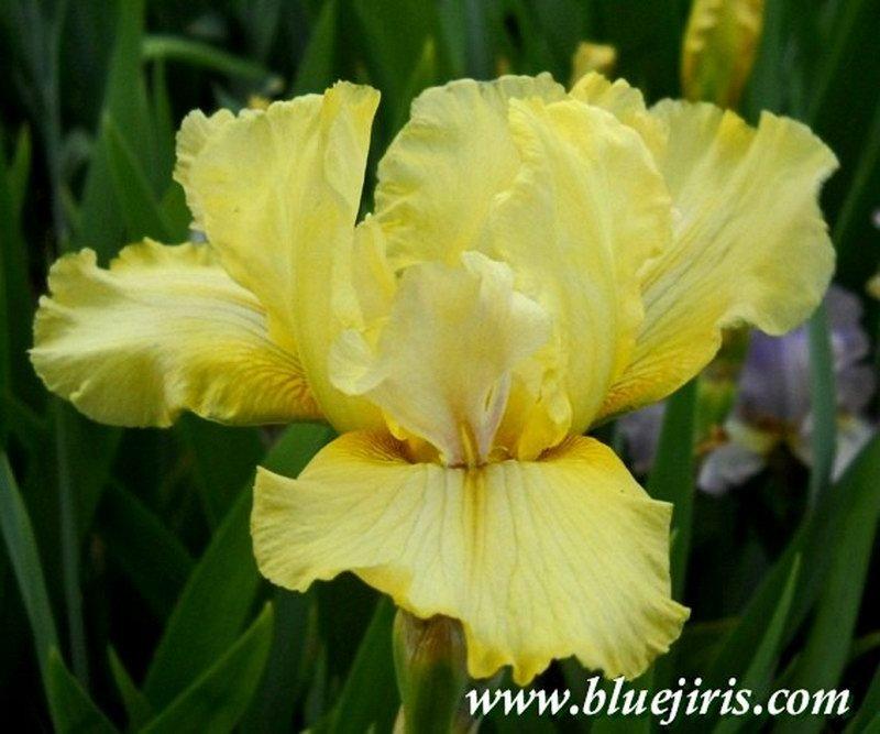 Photo of Tall Bearded Iris (Iris 'Anne Boleyn') uploaded by DaylilySLP