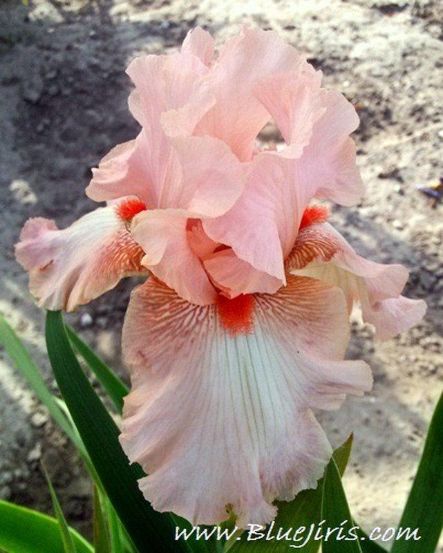 Photo of Tall Bearded Iris (Iris 'Alexis') uploaded by DaylilySLP