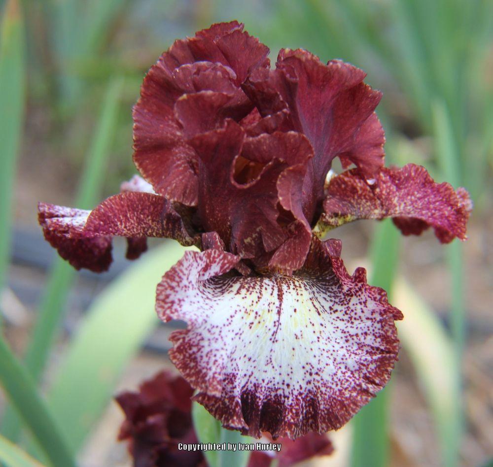 Photo of Tall Bearded Iris (Iris 'Vista Point') uploaded by Ivan_N_Tx