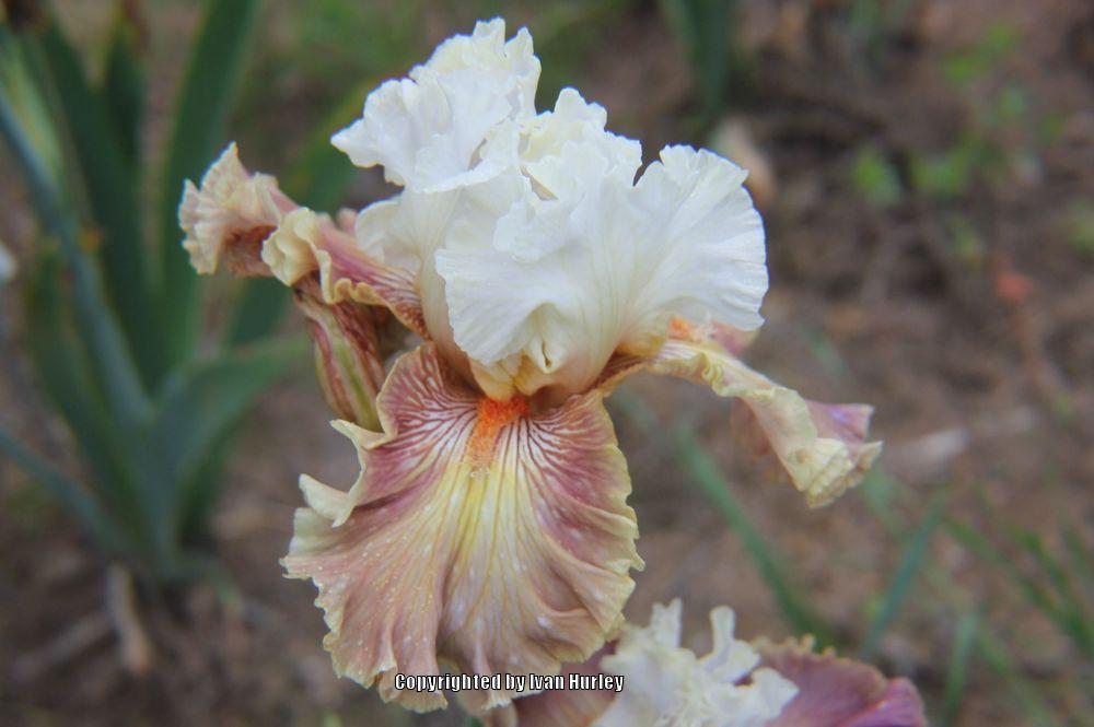 Photo of Tall Bearded Iris (Iris 'Strawberry Sorbet') uploaded by Ivan_N_Tx