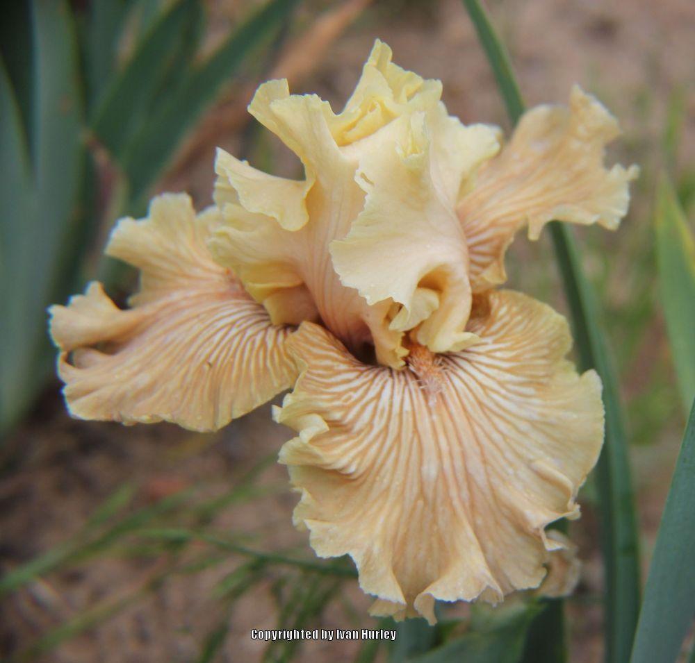 Photo of Tall Bearded Iris (Iris 'Just Crazy') uploaded by Ivan_N_Tx
