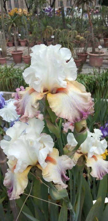 Photo of Tall Bearded Iris (Iris 'Prototype') uploaded by Sanja