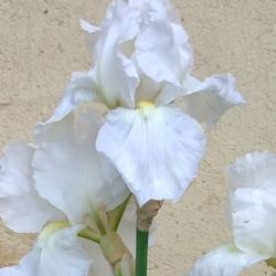 Location: Botanical Garden, Faculty of Scence, Zagreb, Croatia
Date: 2021-05-13
Iris BE 'White Knight'
