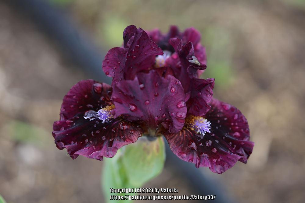 Photo of Standard Dwarf Bearded Iris (Iris 'Meticulous') uploaded by Valery33