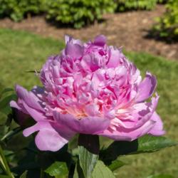 Location: Peony Garden at Nichols Arboretum, Ann Arbor, Michigan
Date: 2019-06-07
This bloom has both an intensity of color and a height of crown p