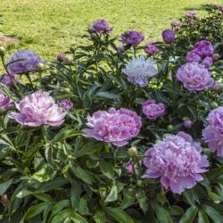 Location: Peony Garden at Nichols Arboretum, Ann Arbor, Michigan
Date: 2019-06-07
One of two mature plants (Bed 4-2ef), showing a range of bloom co