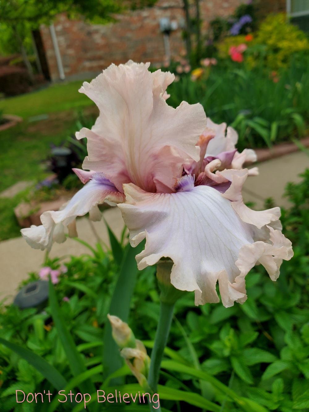 Photo of Tall Bearded Iris (Iris 'Don't Stop Believing') uploaded by javaMom