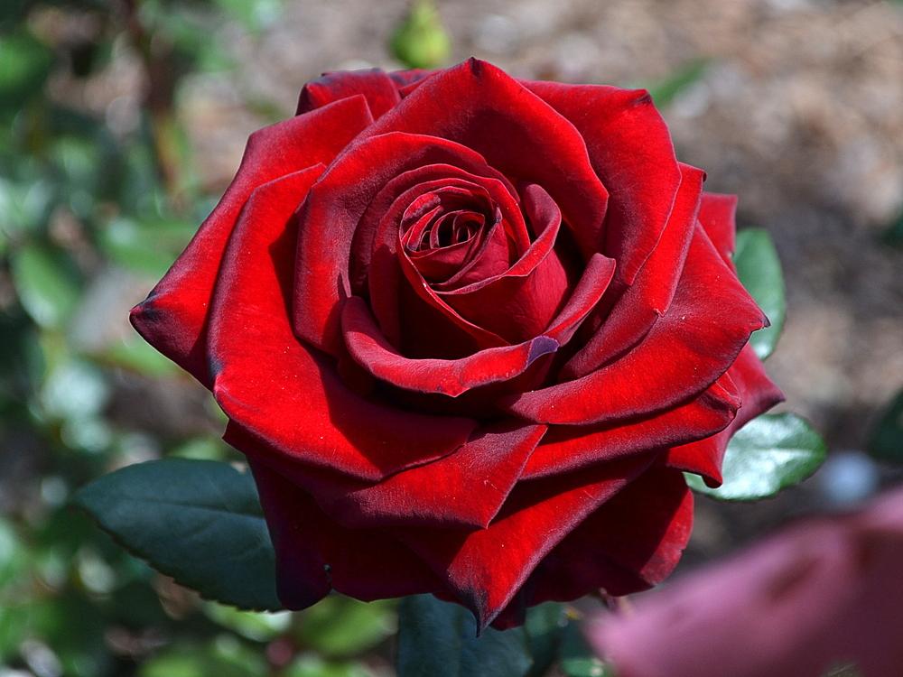 Photo of Rose (Rosa 'Black Magic') uploaded by sunkissed