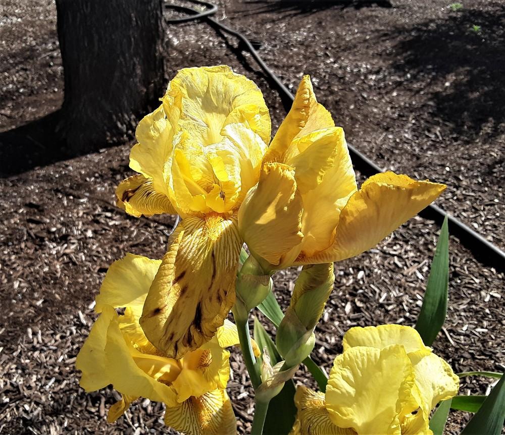 Photo of Tall Bearded Iris (Iris 'W. R. Dykes') uploaded by Bitoftrouble