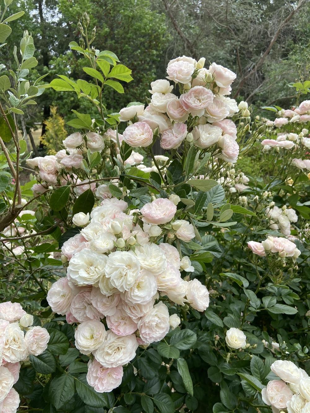 Photo of Rose (Rosa 'Bouquet Parfait') uploaded by Calif_Sue
