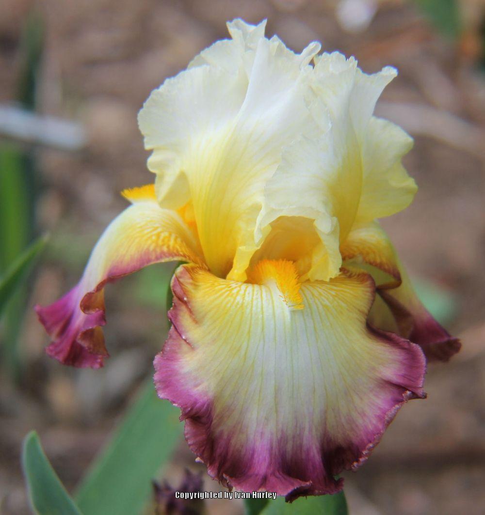 Photo of Tall Bearded Iris (Iris 'Starship Enterprise') uploaded by Ivan_N_Tx