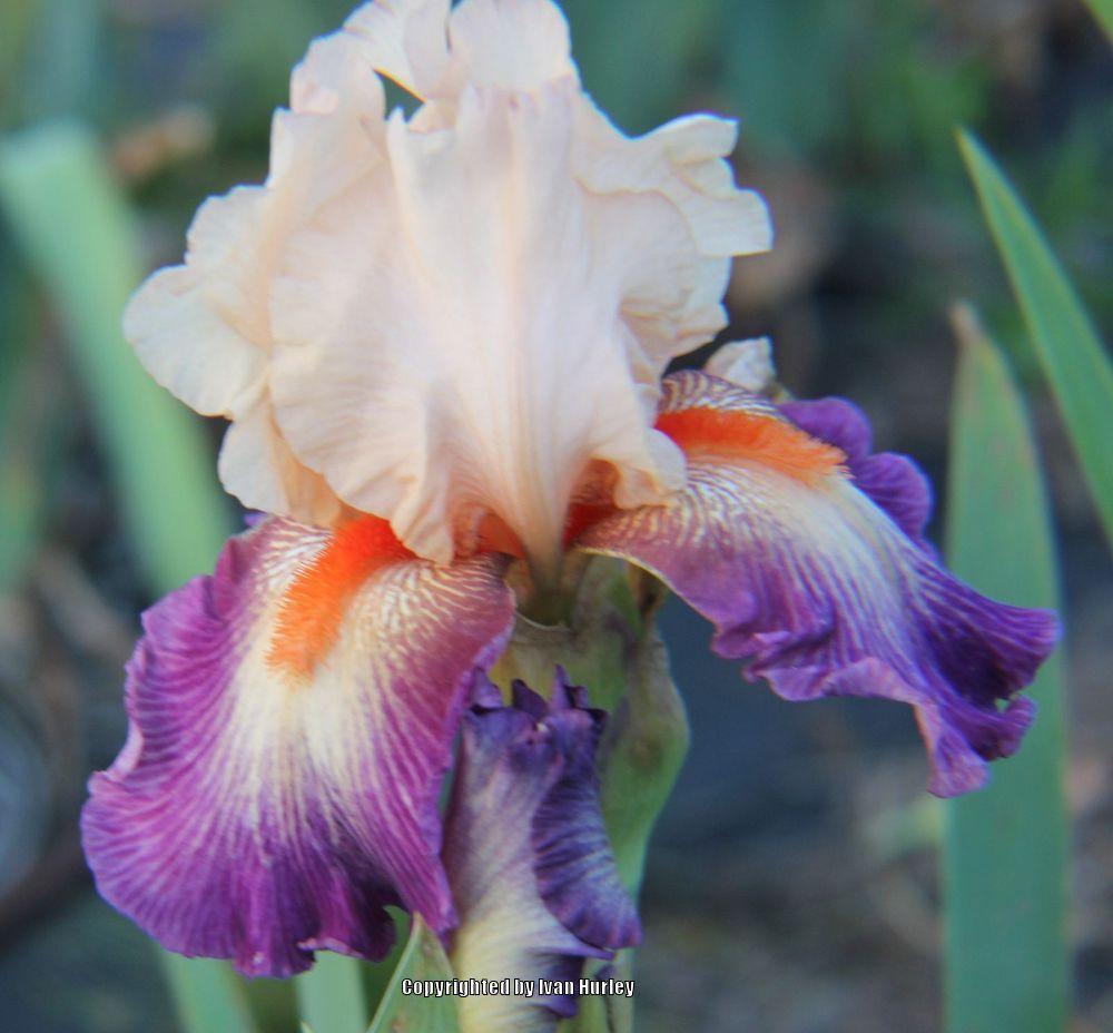Photo of Tall Bearded Iris (Iris 'Chevalier de Malte') uploaded by Ivan_N_Tx