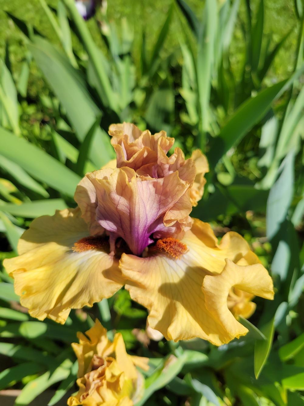 Photo of Tall Bearded Iris (Iris 'Desert Moth') uploaded by KyDeltaD