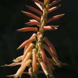 Location: US National Arboretum, Washington D.C.
Date: 2015-05-24
Short-leaved aloe (Aloe brevifolia). Known also as Kleinaalwyn.