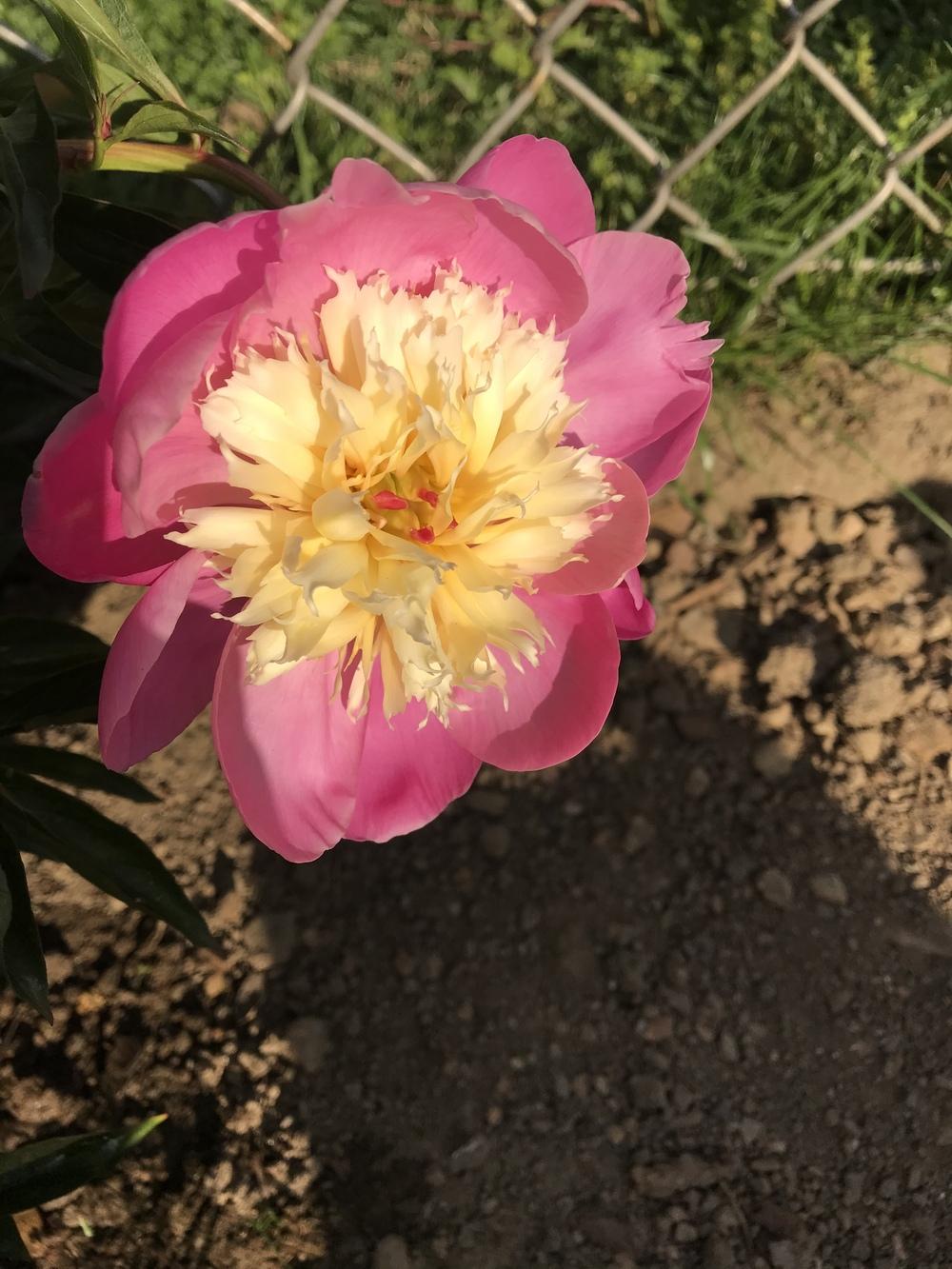 Photo of Peony (Paeonia lactiflora 'Bowl of Beauty') uploaded by RizzoR