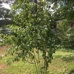 Location: Southeast Georgia
Date: 2021-05-14
Some sort of wild tree thriving in partial sun