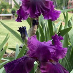 Location: Annette’s garden
Date: May 14, 3:55 PM
Blooms of bearded Iris For Veronica