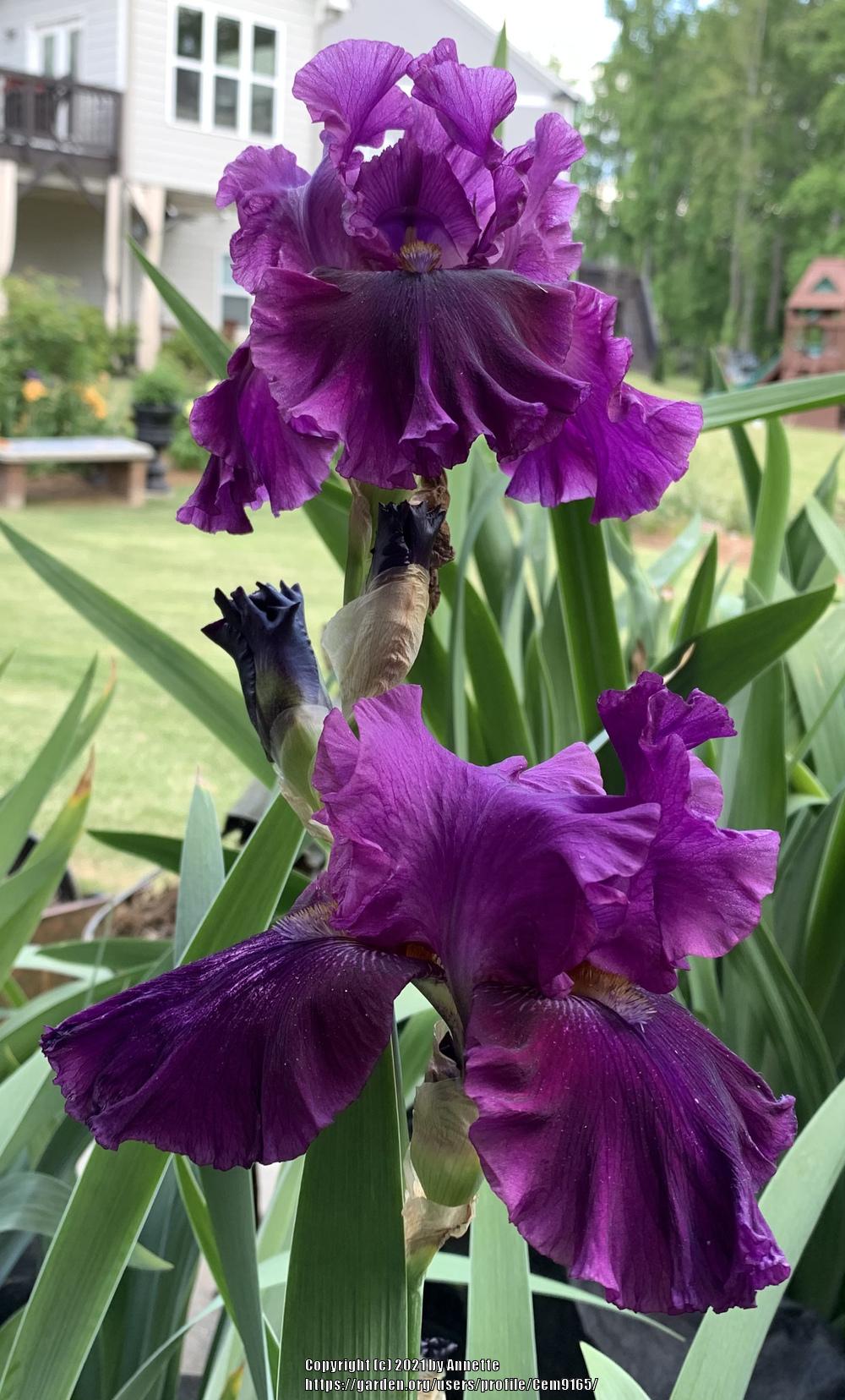 Photo of Tall Bearded Iris (Iris 'For Veronica') uploaded by Cem9165