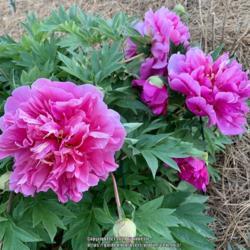 Location: Annette’s garden
Date: April 20, 2021, 8:10 PM
Blooms of Itoh Peony Belle Toulousaine