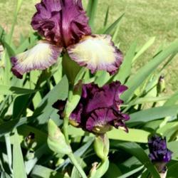 Location: Annette’s garden
Date: May 14, 2021, 3:24 PM
Bloom of bearded Iris Grafenau Remembered