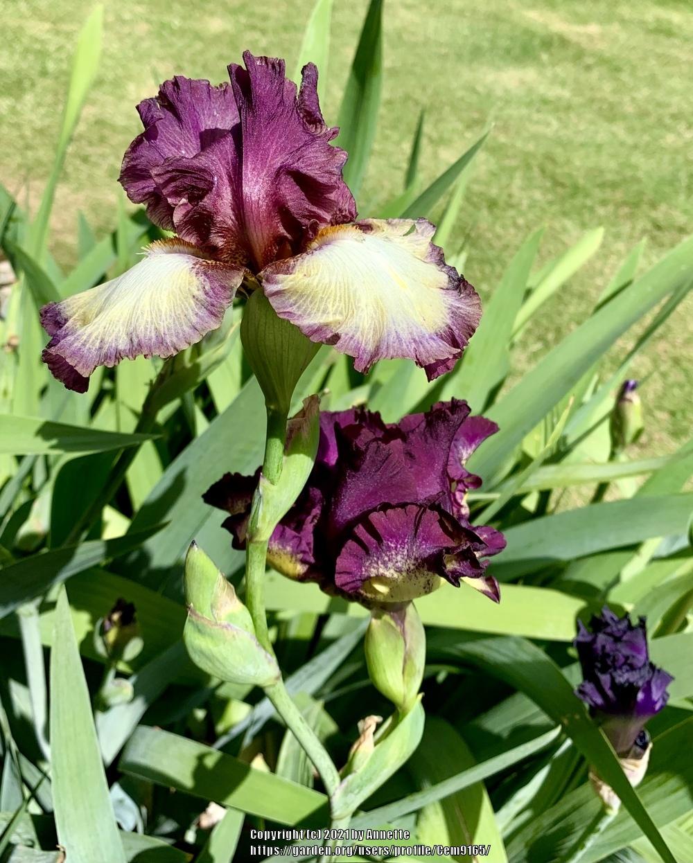 Photo of Tall Bearded Iris (Iris 'Grafenau Remembered') uploaded by Cem9165