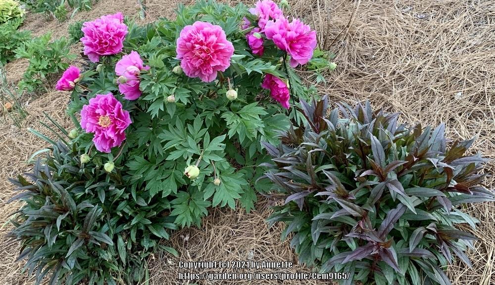 Photo of Intersectional Hybrid Peony (Paeonia 'Belle Toulousaine') uploaded by Cem9165